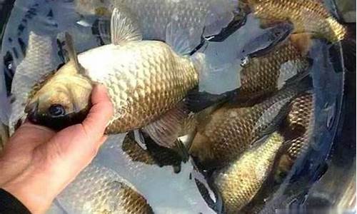 自制鯽魚餌料配方野釣(幾種經典自制釣鯽魚餌料配方)