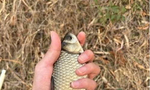 魚餌的配制方法有哪些(魚餌的配方和比例)