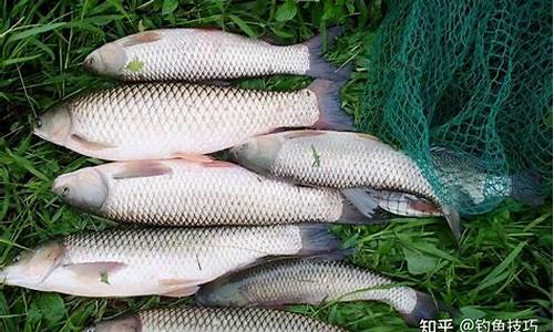 釣草魚(yú)的魚(yú)餌配方(釣草魚(yú)的魚(yú)餌配方視頻)