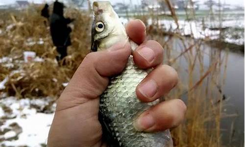 冬季釣魚(yú)餌料配方(冬季釣魚(yú)餌料怎樣配)