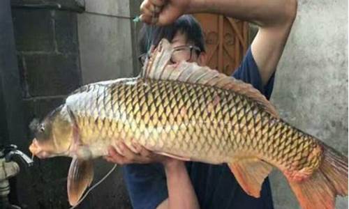 鯉魚(yú)餌料窩料配方(鯉魚(yú)窩料餌料最佳配法)