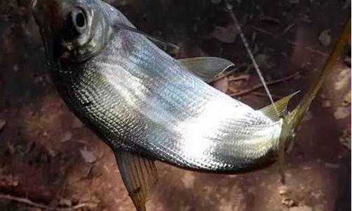 釣黃尾魚絕殺餌料配方大全(釣黃尾魚的釣法)