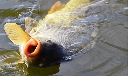 鯉魚(yú)最愛(ài)吃三種餌料配方(鯉魚(yú)最愛(ài)吃三種餌料配方是什么)