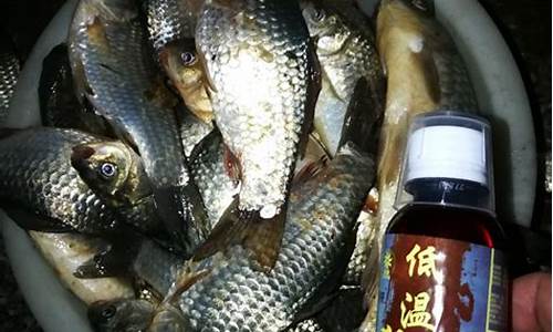 低溫釣魚(yú)小藥(氣溫低釣魚(yú)加什么小藥)