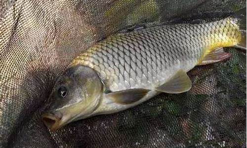 黑坑釣鯉魚(yú)配方(釣黑坑鯉魚(yú)餌料配方)