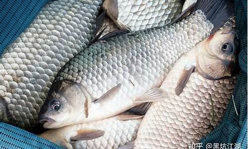 釣鯉魚(yú)用什么誘魚(yú)劑打窩(釣鯉魚(yú)用什么誘魚(yú)劑打窩最好)