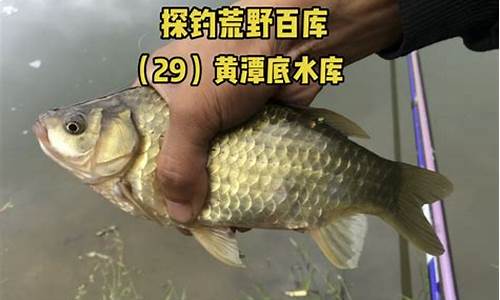 釣魚(yú)小藥牛b鯽(釣魚(yú)小藥牛b鯽成分)