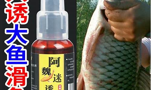 釣魚小藥阿魏的用法(中藥阿魏釣魚的正確用法)