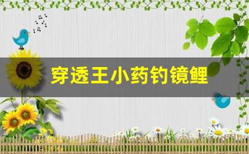 穿透王小藥釣鏡鯉(穿透王鯉透二號(hào)釣鯉魚配方)