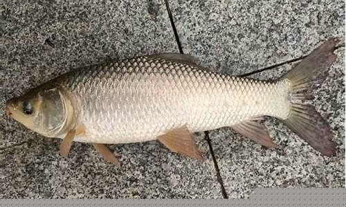 夏季西南風(fēng)釣魚技巧(春季西南風(fēng)釣魚釣位怎么選擇)