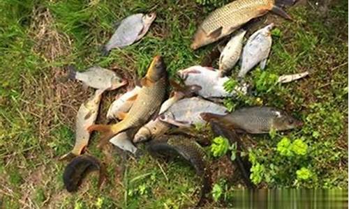 嚴重走水釣魚技巧(嚴重走水怎么釣魚)