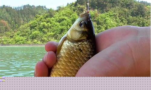 鮰魚用什么餌料好釣(釣鮰魚最佳時間段)
