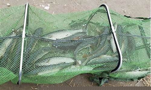 釣子魚用什么餌料 視頻(釣子魚用什么餌料 視頻最好)