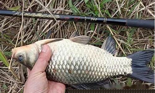 餌料釣魚(yú)提竿技巧(餌料釣魚(yú)提竿技巧視頻)