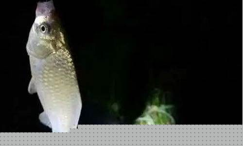 10月份晚上釣魚技巧(10月份晚上釣魚技巧視頻)