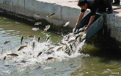 磯竿能釣鯉魚嗎