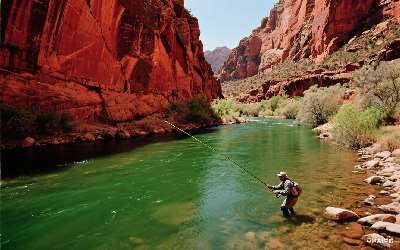 麝香小米可以钓鲤鱼吗(麝香小米钓什么鱼最有效)